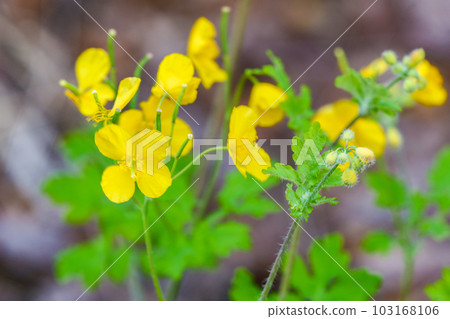 明亮的黃色花白屈菜 明亮的黃色花白屈菜 103168106