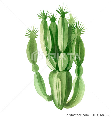 Cactus. Watercolor illustration - green desert cactus isolated on white background. Suitable for printing on paper, fabric, scrapbooking and crafts 103168162