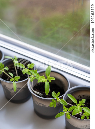 Growing vegetables on the windowsill in the house, young tomatoes in plastic cups on the window. Healthy seedlings, hobby gardening. Vertical photo. 103168529