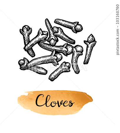 Clove spice ink sketch. Clove spice ink sketch. 103168760