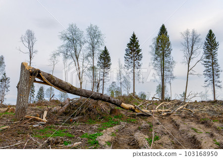 Deforestation. A view of the logging site. Stumps, fallen trees, branches 103168950