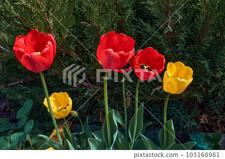 Red and yellow tulips in the garden 103168981