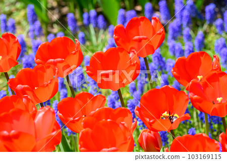 鬱金香 Apeldon_8404 103169115