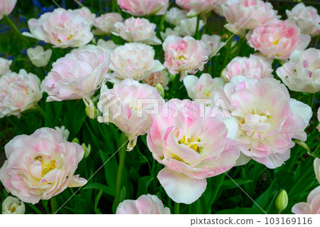 鬱金香Angelique_1388 103169116