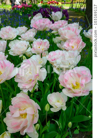 鬱金香Angelique_1396 103169117