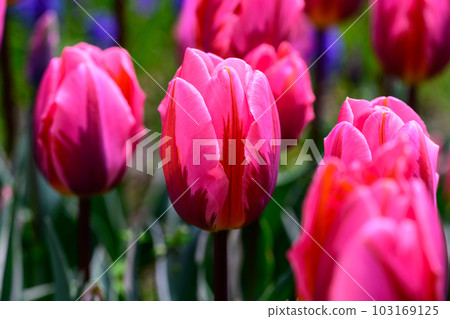 鬱金香俏公主_8963 103169125