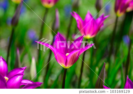 Tulip/Dream Purple_8219 103169129