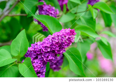 Lilac_8363 103169130
