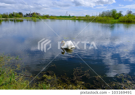 White swans with small swans on the lake 103169491