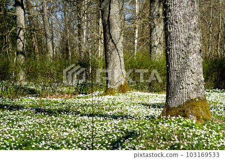 Wild nature springtime landscape in forest, blooming white wood anemone with green foliage Wild nature springtime landscape in forest, blooming white wood anemone with green foliage 103169533