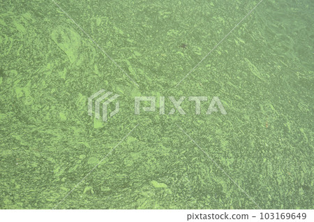 Water pollution by green algae blooms is a global environmental problem Water pollution by green algae blooms is a global environmental problem 103169649