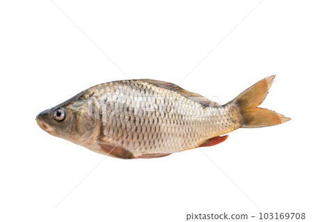 Carp fish isolated on white background. River fish Carp fish isolated on white background. River fish 103169708