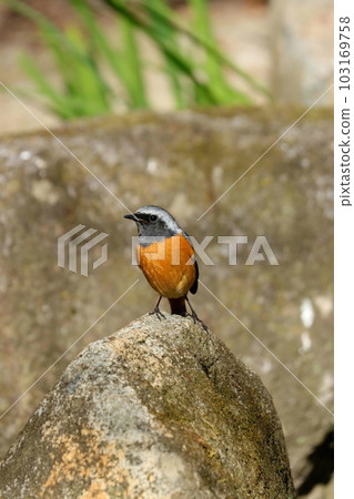 Male Daurian Redstart standing in the water Male Daurian Redstart standing in the water 103169758