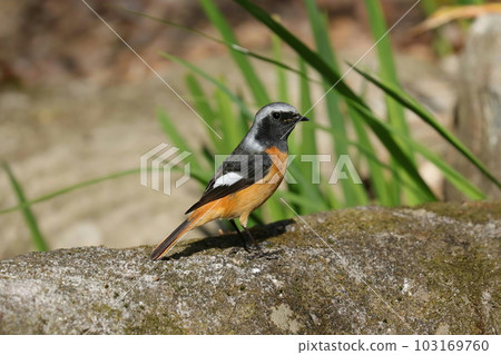 站在水中的雄性 Daurian Redstart 站在水中的雄性 Daurian Redstart 103169760