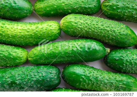 Green cucumbers in the supermarket close-up. Organic food. Agriculture, Farmers food Green cucumbers in the supermarket close-up. Organic food. Agriculture, Farmers food 103169787