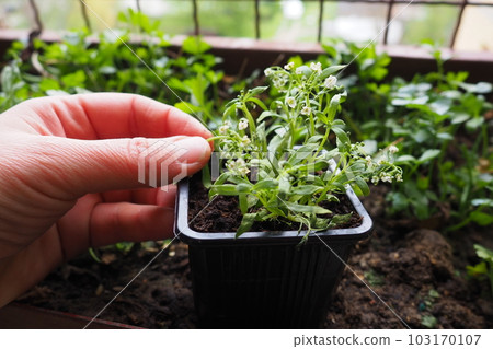 Transplanting an alyssum from a plastic pot into a flower box on the balcony. A woman is holding seedlings. Alyssum is a genus of over a hundred species of flowering plants in the family Brassicaceae. 103170107