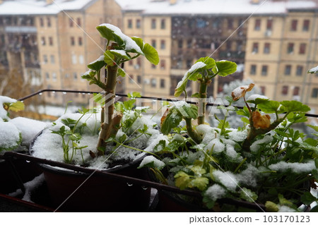 Sudden snowfall and blizzard. Freezing of fresh shoots. Multi-storey residential buildings. Large snowflakes fly and spin. Geranium or pelargonium is a cold-resistant plant. Green parsley leaves Sudden snowfall and blizzard. Freezing of fresh shoots. Multi-storey residential buildings. Large snowflakes fly and spin. Geranium or pelargonium is a cold-resistant plant. Green parsley leaves 103170123