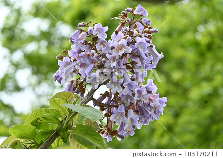 paulownia flower paulownia flower 103170211