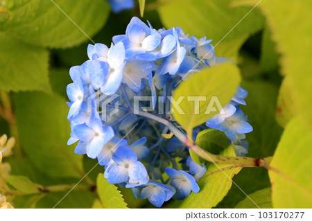 繡球花開始綻放 103170277