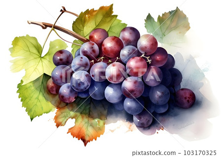 Watercolor painting of bunch of grapes on white background. Generative AI. 103170325