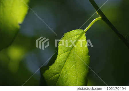 Early summer has arrived in the fields. A peaceful vegetable garden where vegetables grow vigorously against the clear blue sky. Early summer has arrived in the fields. A peaceful vegetable garden where vegetables grow vigorously against the clear blue sky. 103170494