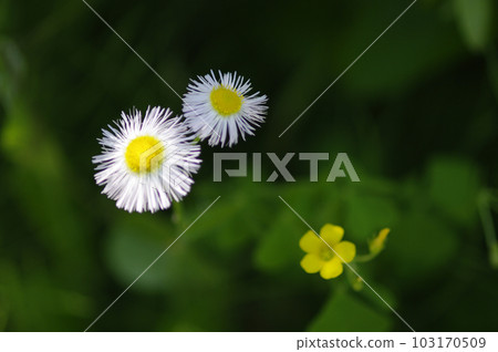 初夏來到了田野。一片寧靜的菜園，蔬菜在湛藍的天空下茁壯成長。 103170509