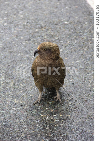 Kea/A species of parrot, endemic to New Zealand/Front 103170565