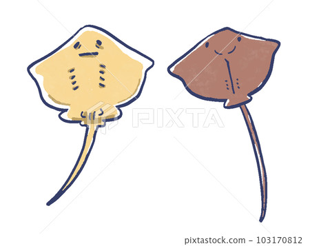 Watercolor-style hand-drawn illustration of the front and back of the stingray 103170812