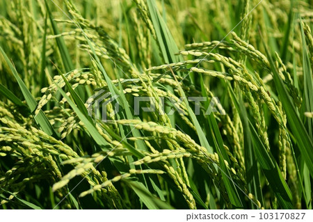 Ears of rice beginning to ripen Yamagata Shonai rice Ears of rice beginning to ripen Yamagata Shonai rice 103170827