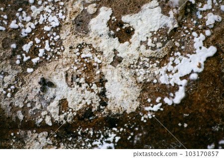mould from the wall in the houseoff wallpapers damaged by fungus mould from the wall in the houseoff wallpapers damaged by fungus 103170857