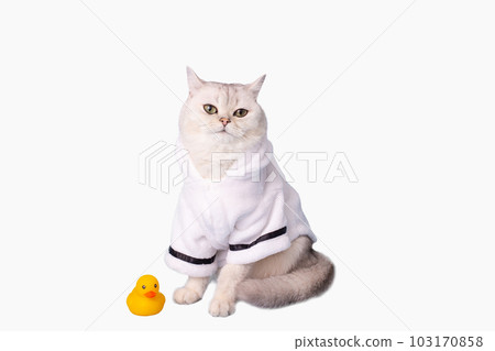 white cat is sitting in a white bathrobe, on a white background 103170858