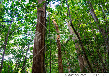 金作原原始森林（奄美大島） 103171166