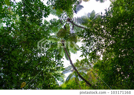 Kinsakubaru Primeval Forest (Amami Oshima) 103171168