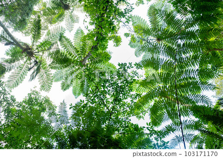 Kinsakubaru Primeval Forest (Amami Oshima) 103171170