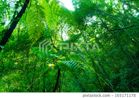 金作原原始森林（奄美大島） 103171178