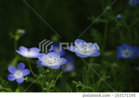初夏的午後，藍天白雲，樹蔭下吹來一陣清爽的風。張開雙臂，深吸一口氣。 103171195