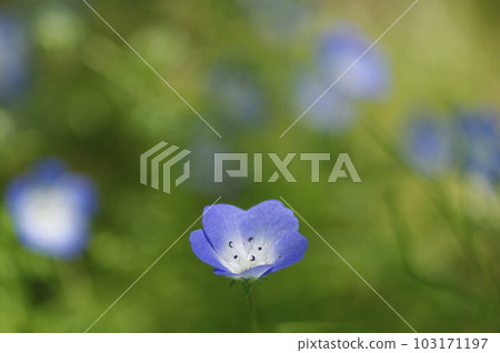 初夏的午後，藍天白雲，樹蔭下吹來一陣清爽的風。張開雙臂，深吸一口氣。 103171197