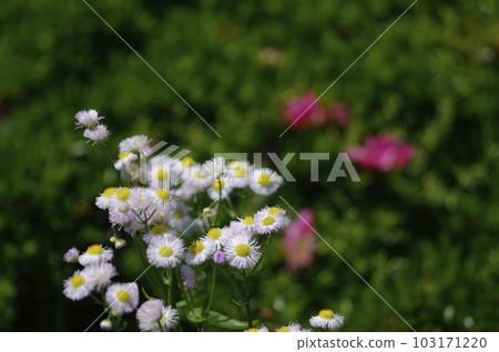 初夏的午後，藍天白雲，樹蔭下吹來一陣清爽的風。張開雙臂，深吸一口氣。 103171220