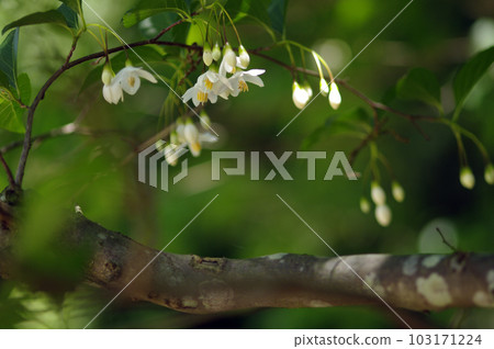 初夏的午後,藍天白雲,樹蔭下吹來一陣清爽的風。張開雙臂,深吸一口氣。 初夏的午後,藍天白雲,樹蔭下吹來一陣清爽的風。張開雙臂,深吸一口氣。 103171224