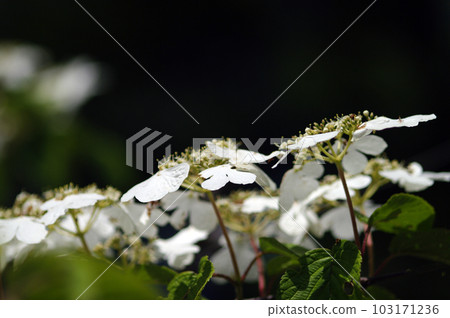 初夏的午後，藍天白雲，樹蔭下吹來一陣清爽的風。張開雙臂，深吸一口氣。 103171236