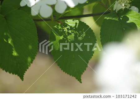 初夏的午後，藍天白雲，樹蔭下吹來一陣清爽的風。張開雙臂，深吸一口氣。 103171242