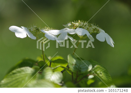 初夏的午後,藍天白雲,樹蔭下吹來一陣清爽的風。張開雙臂,深吸一口氣。 初夏的午後,藍天白雲,樹蔭下吹來一陣清爽的風。張開雙臂,深吸一口氣。 103171248