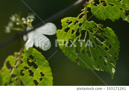 初夏的午後,藍天白雲,樹蔭下吹來一陣清爽的風。張開雙臂,深吸一口氣。 初夏的午後,藍天白雲,樹蔭下吹來一陣清爽的風。張開雙臂,深吸一口氣。 103171261