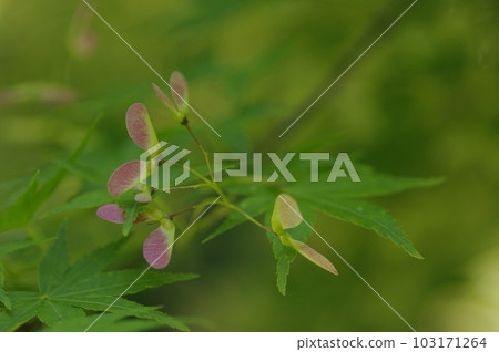 初夏的午後,藍天白雲,樹蔭下吹來一陣清爽的風。張開雙臂,深吸一口氣。 初夏的午後,藍天白雲,樹蔭下吹來一陣清爽的風。張開雙臂,深吸一口氣。 103171264