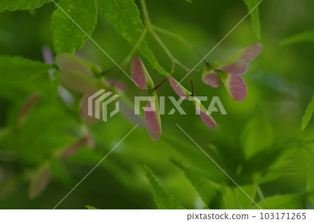 初夏的午後，藍天白雲，樹蔭下吹來一陣清爽的風。張開雙臂，深吸一口氣。 103171265