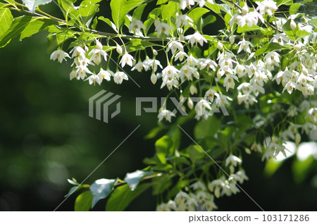 初夏的午後,藍天白雲,樹蔭下吹來一陣清爽的風。張開雙臂,深吸一口氣。 初夏的午後,藍天白雲,樹蔭下吹來一陣清爽的風。張開雙臂,深吸一口氣。 103171286