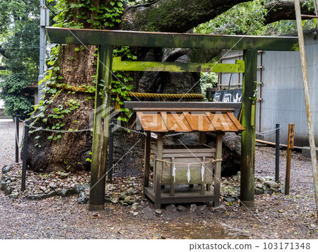 [Minomagari Naka Matsubara Shrine] Large camphor tree in the precincts 103171348