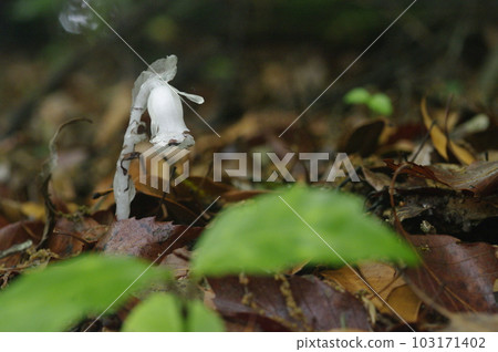 In a forest full of moist air in early summer when it rains. A gentle breeze rustles the leaves of the young trees. In a forest full of moist air in early summer when it rains. A gentle breeze rustles the leaves of the young trees. 103171402