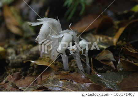 In a forest full of moist air in early summer when it rains. A gentle breeze rustles the leaves of the young trees. In a forest full of moist air in early summer when it rains. A gentle breeze rustles the leaves of the young trees. 103171403
