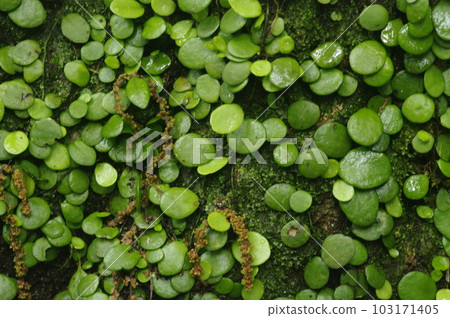 In a forest full of moist air in early summer when it rains. A gentle breeze rustles the leaves of the young trees. In a forest full of moist air in early summer when it rains. A gentle breeze rustles the leaves of the young trees. 103171405